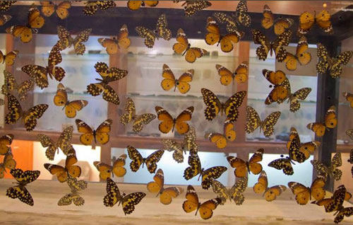 بخش حشرات موزه دارآباد