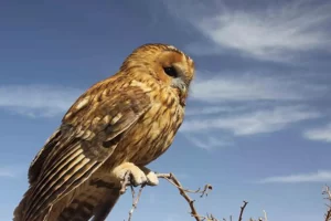از جمله جاهای دیدنی خوش ییلاق، دره گل سرخ است که در شرق دشت زردآبه واقع شده و از لحاظ پوشش گیاهی از نوع جنگلهای بلوط و هیرکانی است.