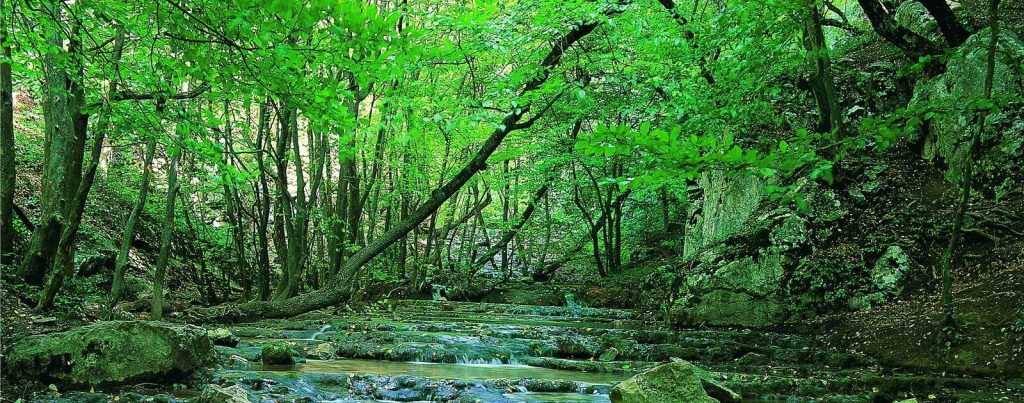 پارک ملی گلستان، قدیمی‌ترین پارک ملی ایران