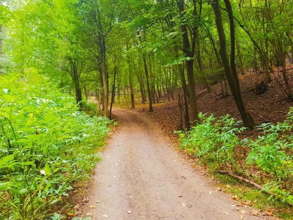 جنگل بلیران، سرزمین بهشتی و ناشناخته در مازندران!